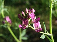 Tolice Vojtěška - Medicago Sativa